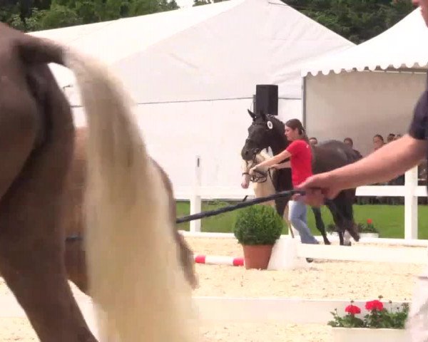 Stuten- und Fohlenschau in Bedburg 2016