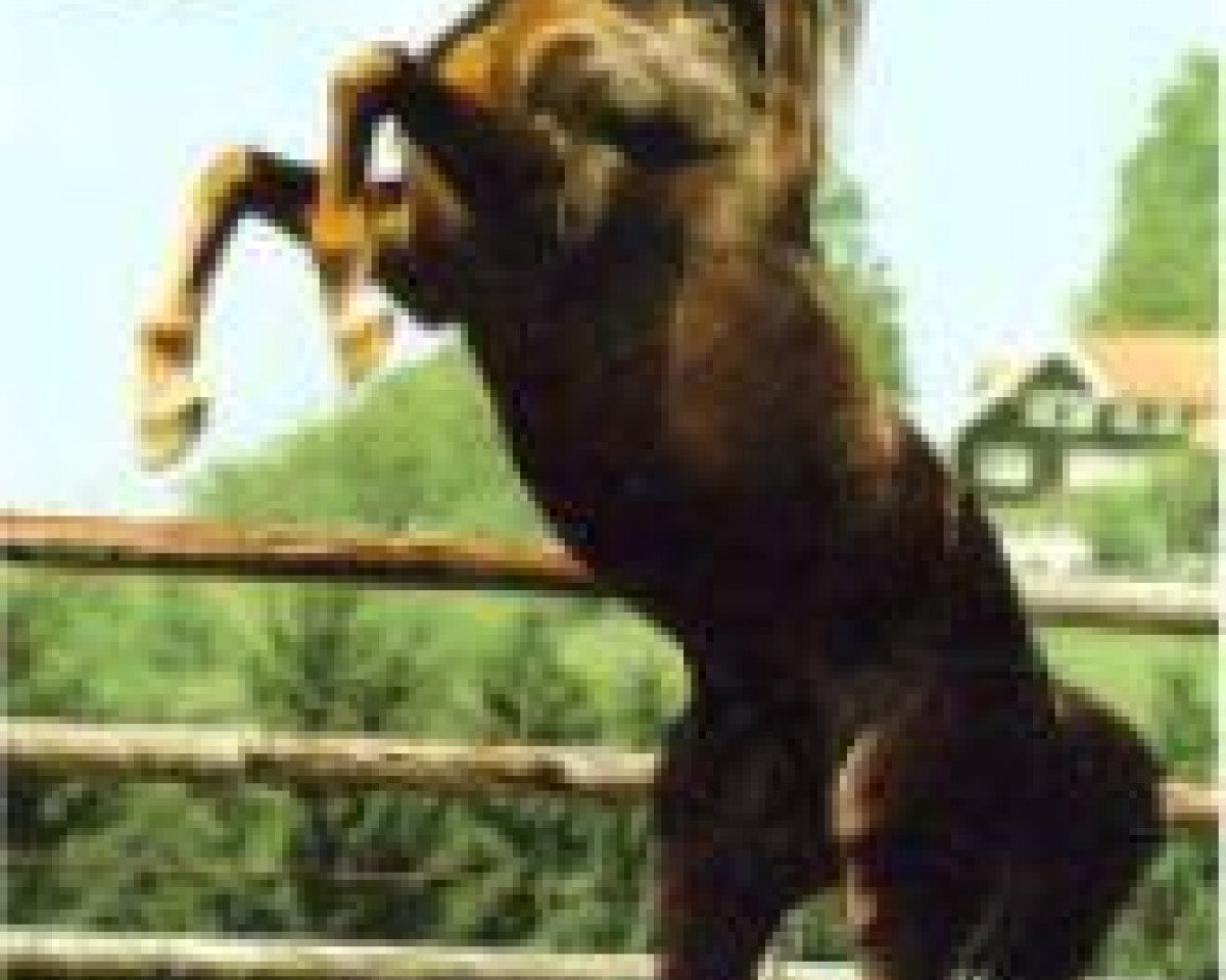 stallion Sherif Pasha 1982 ox (Arabian purebred, 1982, from Ansata Abbas Pasha 1964 ox)