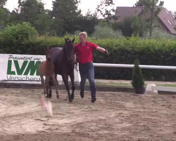 LVM Sichtung Fohlenchampionat in Münster - Handorf 2016