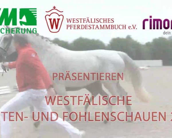 LVM Sichtung Fohlenchampionat in Münster - Handorf 2016