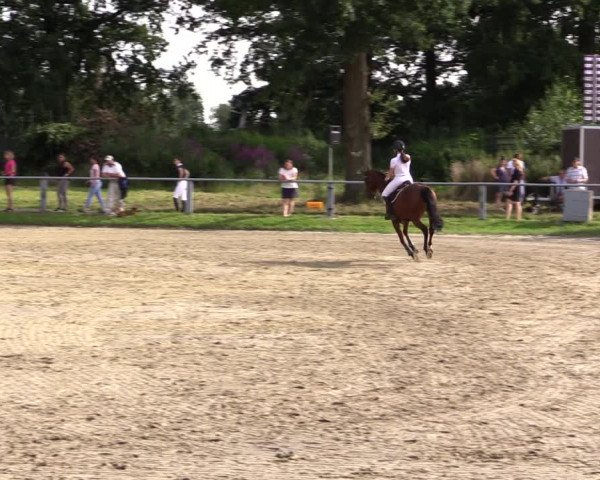 Reitturnier Datteln 2021