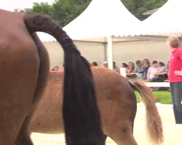 Stuten- und Fohlenschau in Bedburg 2016