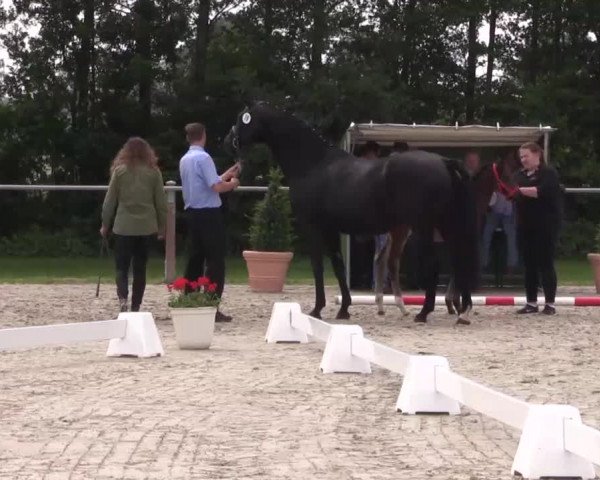 Stuten- und Fohlenschau in Espelkamp 2016