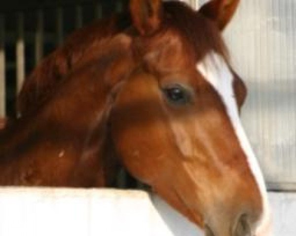 horse Dragonheart 12 (Westphalian, 1998, from Dimension)