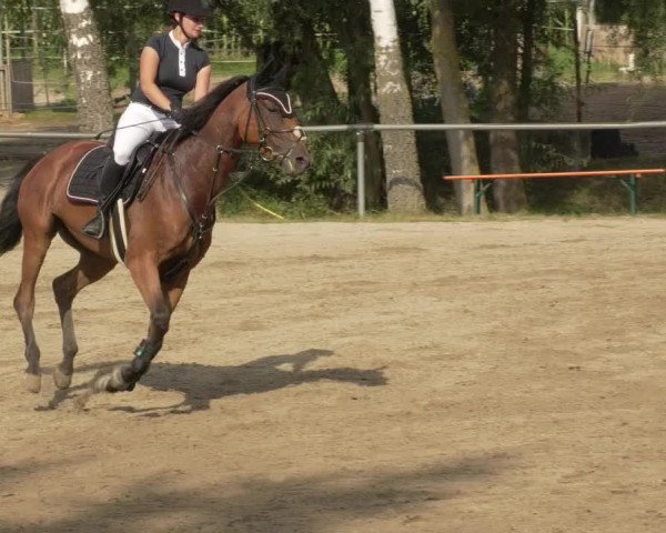 Springturnier und Reiterfest Königsbach 2021