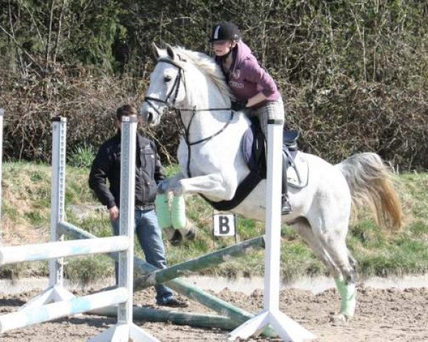 horse Cariño (Andalusier, 1999, from Mucho)