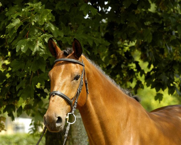 jumper Casper 303 (German Warmblood, 2007, from Carlos DZ)