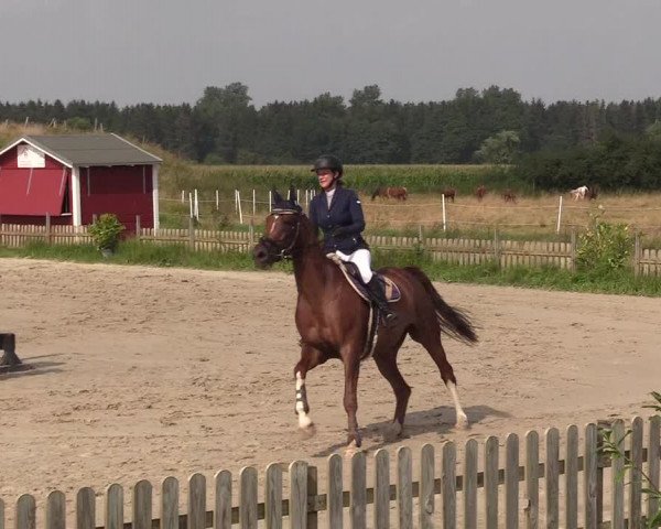 Reitturnier Schülp / Rendsburg 2021