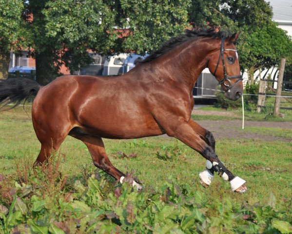jumper Castor 114 (anglo european sporthorse, 2005, from Lancaster) jumper Castor 114 (anglo european sporthorse, 2005, from Lancaster)