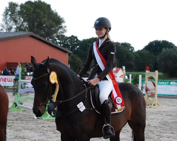 jumper Funke 18 (Nederlands Welsh Ridepony, 2002, from Valentino)