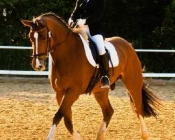 dressage horse Aepson (Holsteiner, 1998, from Ariadus)