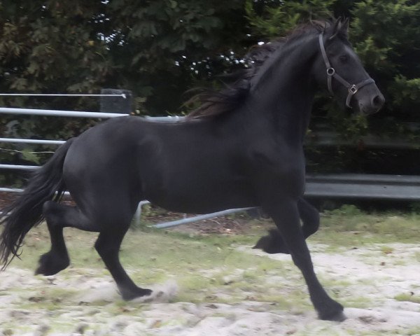 Deckhengst Oscar (Friese, 2012, von Hengst von Maurus)