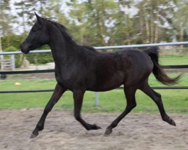 broodmare GS Aziza Bint Sheerara (Arabian purebred, 2012, from El Faatin EAO)