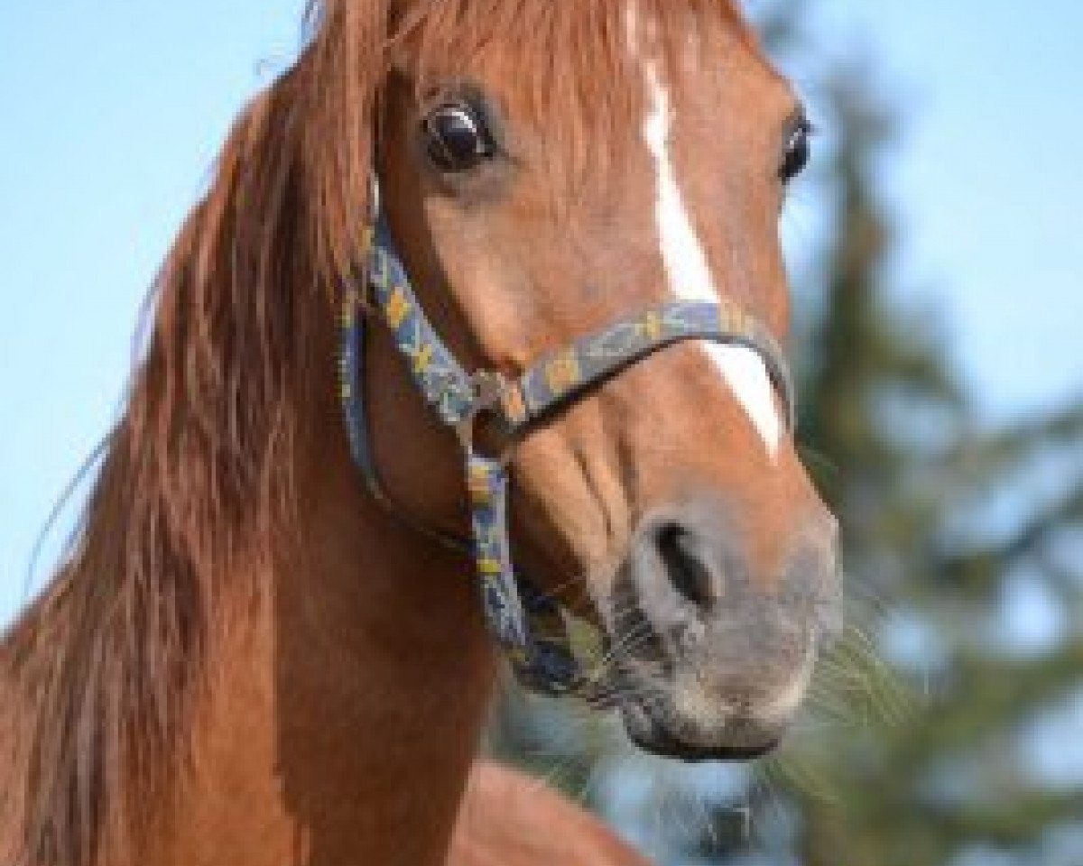 broodmare Safanad Wakila Bint Salaam ox (Arabian purebred, 1994, from Ansata El Salaam ox)