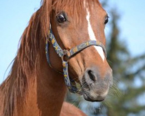 broodmare Safanad Wakila Bint Salaam ox (Arabian purebred, 1994, from Ansata El Salaam ox)
