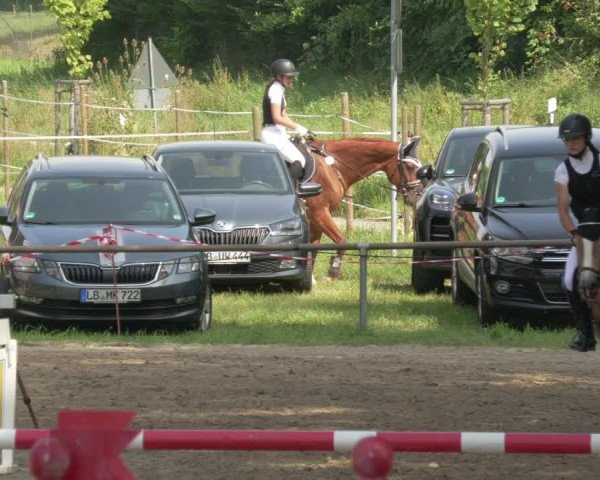 Springturnier und Reiterfest Königsbach 2021