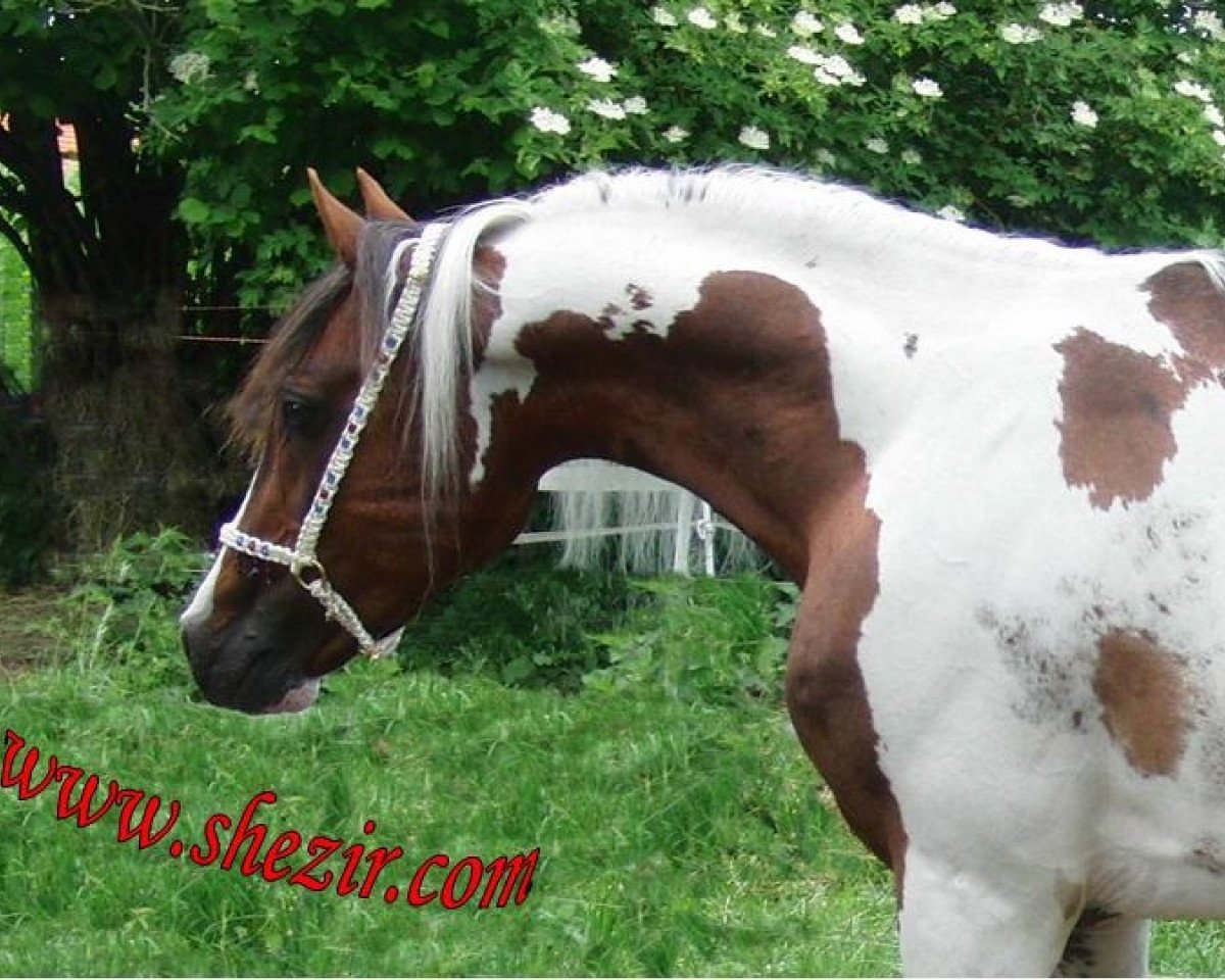 stallion Shezir (Pinto / Pleasure, 1995, from Shaitan)
