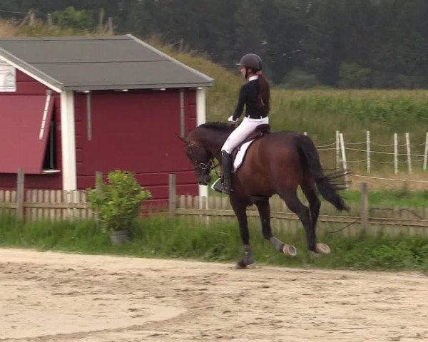 Reitturnier Schülp / Rendsburg 2021