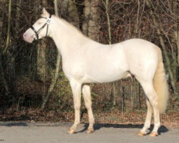 stallion Blue Angel 8 (German Riding Pony, 2008, from A Gorgeous)