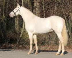 stallion Blue Angel 8 (German Riding Pony, 2008, from A Gorgeous)