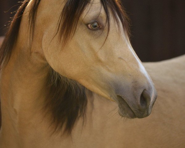 Pferd Ballerina (Westfale, 2013, von Blue Angel 8)