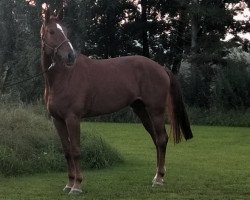 jumper Puertofina (Hanoverian, 2009, from Perigueux)