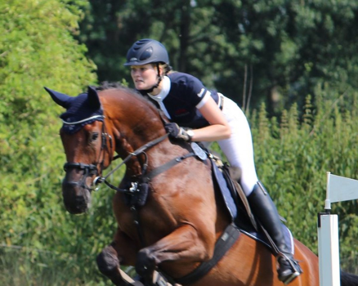 jumper Sambuca G (Westphalian, 2009, from Stalypso)