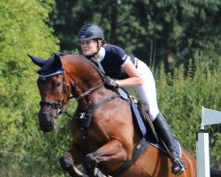 jumper Sambuca G (Westphalian, 2009, from Stalypso)