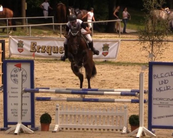 jumper Con-Vex (Holsteiner, 2008, from Cassini II)