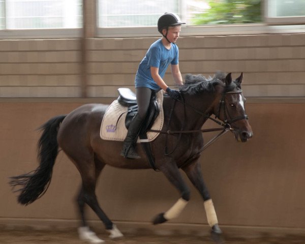 broodmare Nancy 334 (German Riding Pony, 2004, from Nagano)