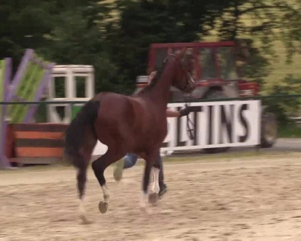 Stuten- und Fohlenschau in Sundern- Hellefeld 2016