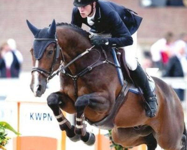 jumper Dalton (KWPN (Royal Dutch Sporthorse), 2008, from Vaillant)