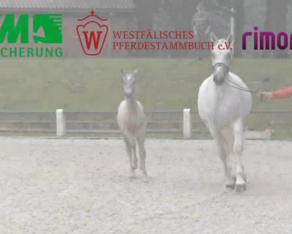Stuten- und Fohlenschau in Sundern- Hellefeld 2016