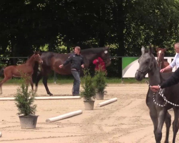Stuten- und Fohlenschau in Sundern- Hellefeld 2016