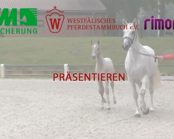 Stuten- und Fohlenschau in Wettringen 2016