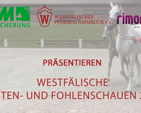 Stuten- und Fohlenschau in Gevelsberg- Berge 2016