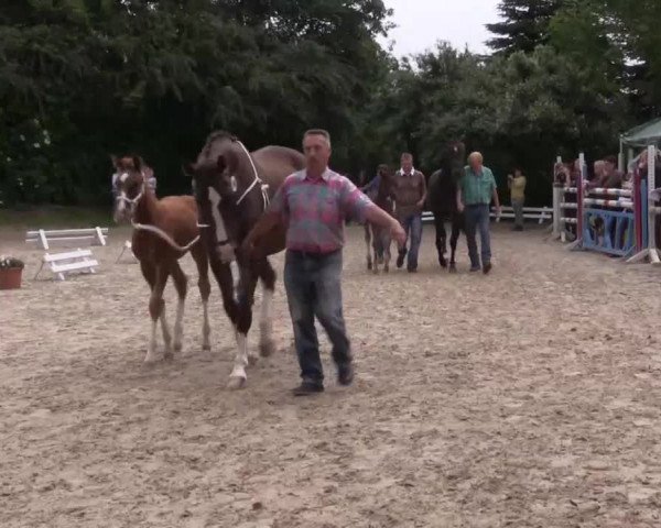 Stuten- und Fohlenschau in Gevelsberg- Berge 2016
