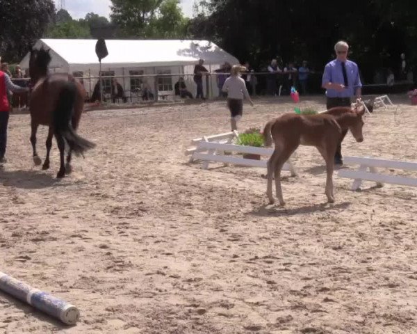 Stuten- und Fohlenschau in Gevelsberg- Berge 2016