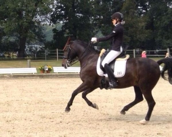 dressage horse Horatio (German Riding Pony, 2000, from Henry)