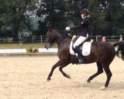 dressage horse Horatio (German Riding Pony, 2000, from Henry)