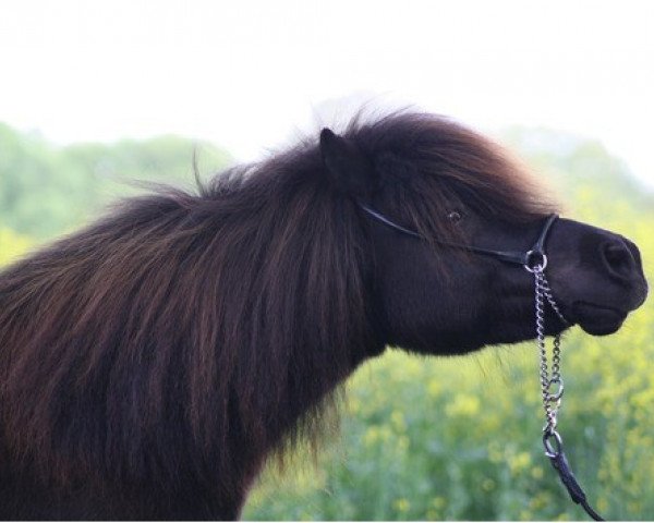 broodmare Florence (Shetland Pony, 1998, from Cavalier von Bunswaard)