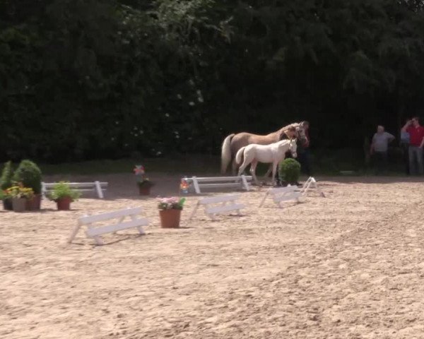 Stuten- und Fohlenschau in Gevelsberg- Berge 2016