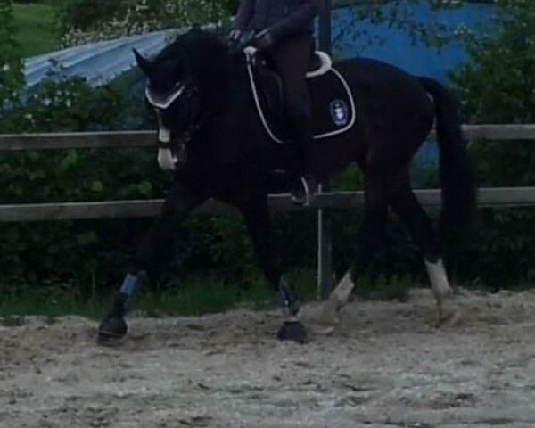 Pferd Sir Elton 2 (Hannoveraner, 2006, von Sir Oldenburg)