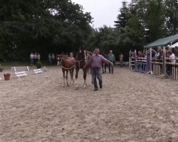 Stuten- und Fohlenschau in Gevelsberg- Berge 2016