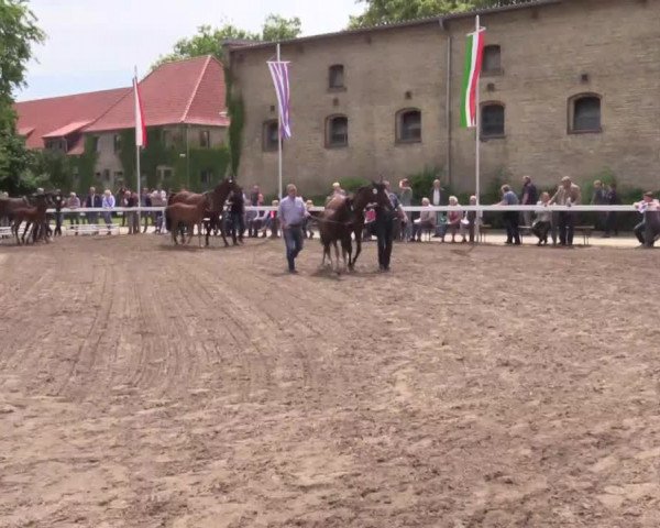 Stuten- und Fohlenschau in Warendorf 2016