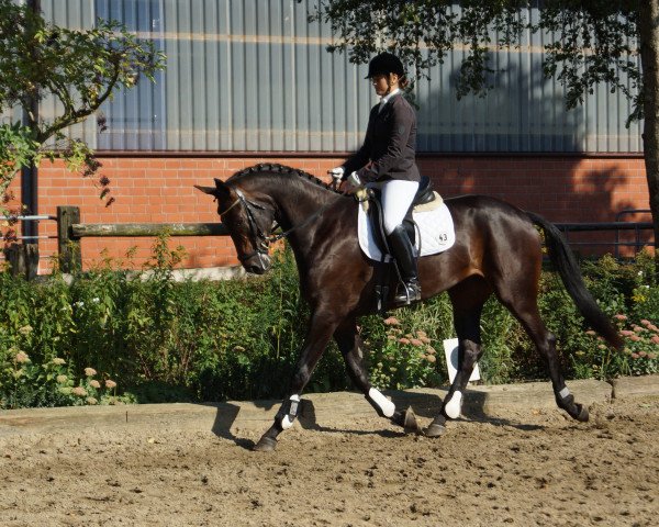broodmare Emilia Galotti (Hanoverian, 2011, from Embassy I)