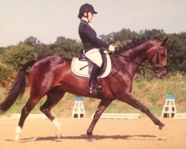 Zuchtstute Laura 444 (Westfale, 2004, von Laudabilis)