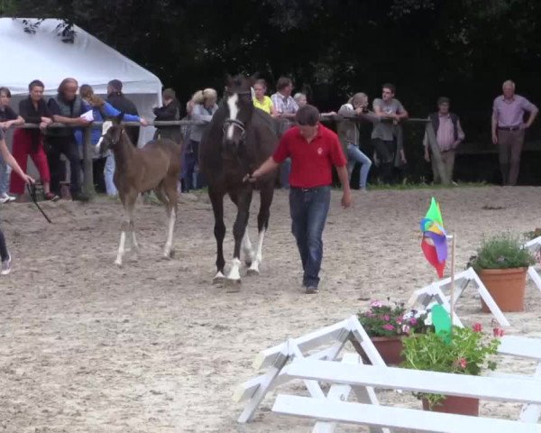 Stuten- und Fohlenschau in Gevelsberg- Berge 2016