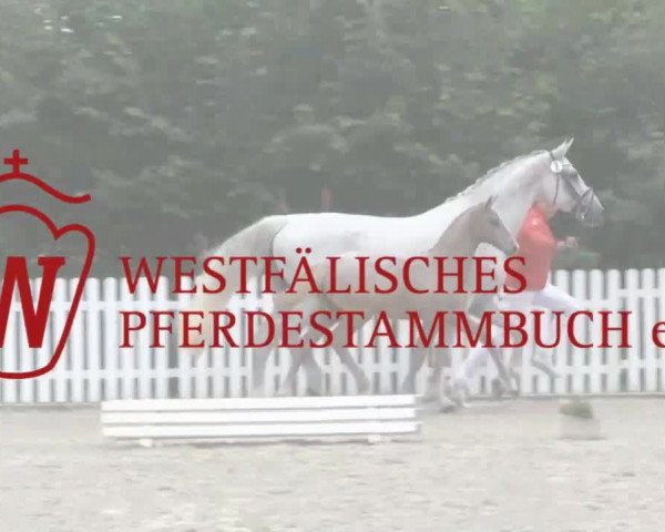 Stuten- und Fohlenschau in Wettringen 2016