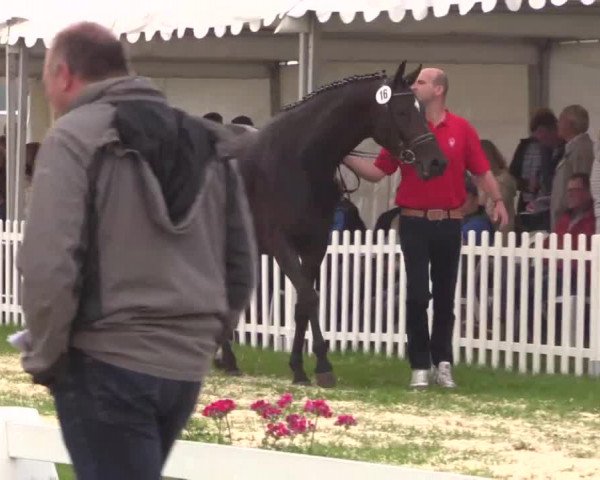 Stuten- und Fohlenschau in Wettringen 2016